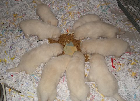 Chiots Dinouk /Dolmen 2010