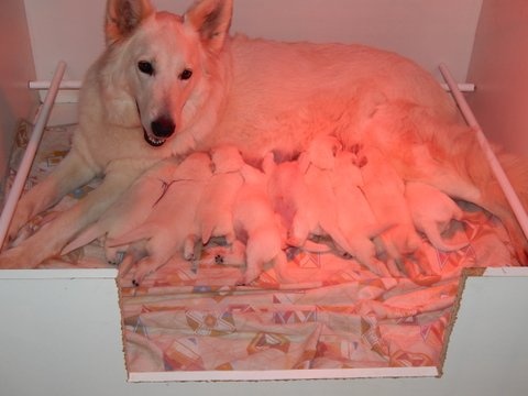 Des Gardiens D'annwvyn - Berger Blanc Suisse - Portée née le 23/05/2013