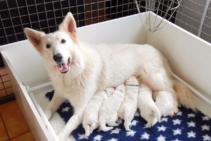 Des Gardiens D'annwvyn - Berger Blanc Suisse - Portée née le 19/02/2016