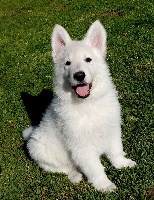 Milka 