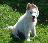 Inuit