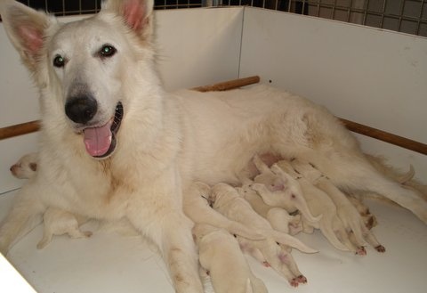 Des Gardiens D'annwvyn - Berger Blanc Suisse - Portée née le 31/08/2012