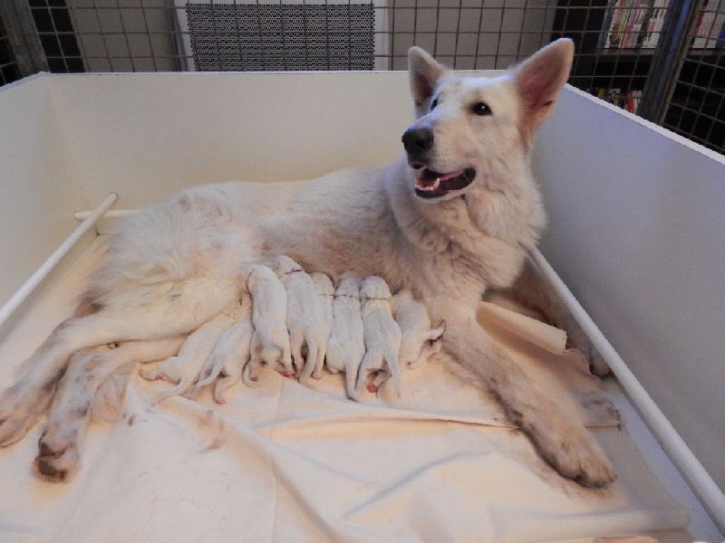 Des Gardiens D'annwvyn - Berger Blanc Suisse - Portée née le 10/04/2014