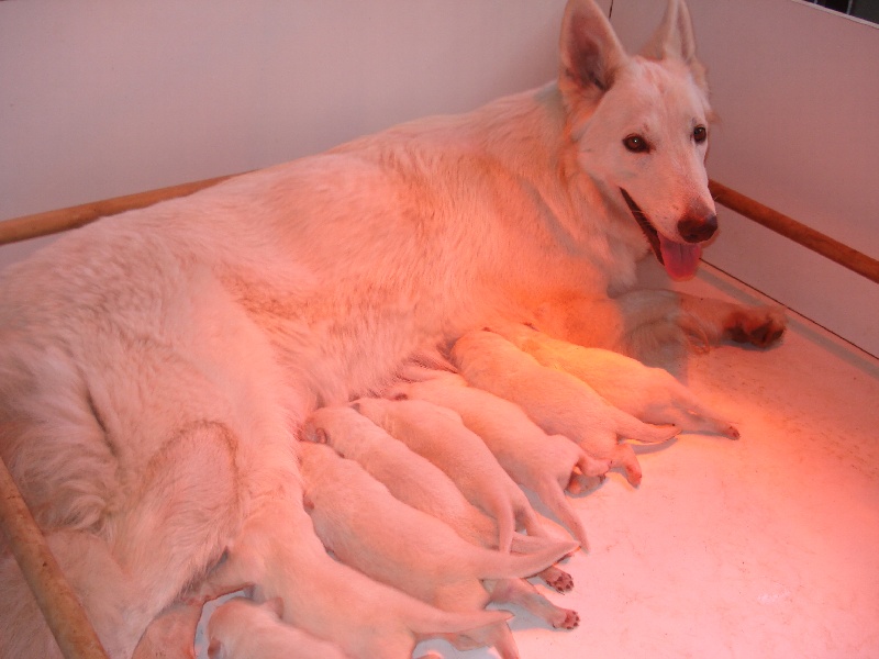 Des Gardiens D'annwvyn - Berger Blanc Suisse - Portée née le 29/09/2011