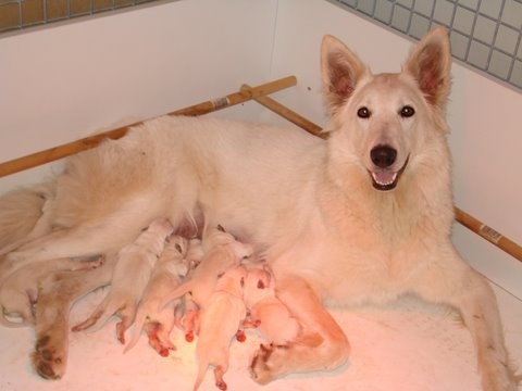 Des Gardiens D'annwvyn - Berger Blanc Suisse - Portée née le 12/07/2010
